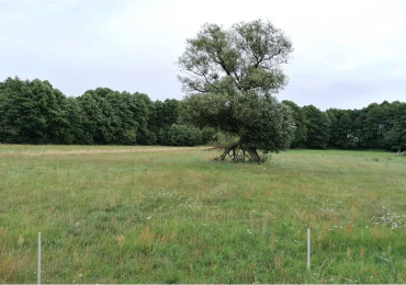 Kołacz, działka 9000m2 z możliwością zabudowy